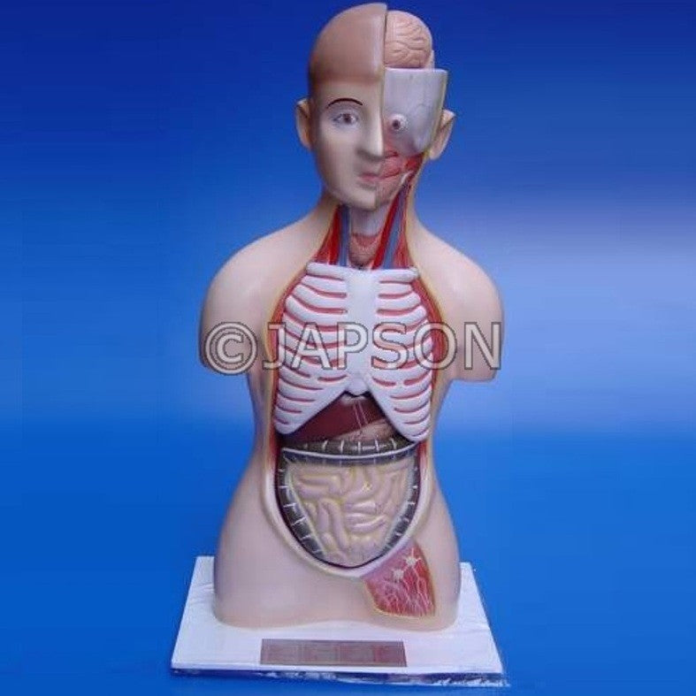 Human Model, Torso, Full size Human Model, Torso, Full size